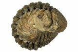 Wide, Enrolled Morocops Trilobite - Morocco #347247-1